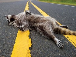 Gokil! Pasangan Ini Sajikan Makanan dari Bangkai Hewan yang Mati di Jalan