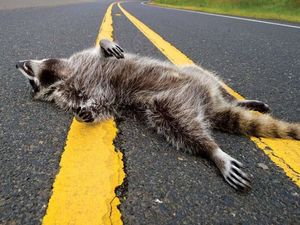 Gokil! Pasangan Ini Sajikan Makanan dari Bangkai Hewan yang Mati di Jalan Gokil! Pasangan Ini Sajikan Makanan dari Bangkai Hewan yang Mati di Jalan