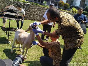 Jabar Perketat Peredaran Hewan Kurban Antisipasi Wabah PMK Jabar Perketat Peredaran Hewan Kurban Antisipasi Wabah PMK