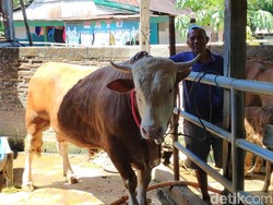 Usai Tertabrak Taksi, Sapi Kurban yang Masuk Tol Tomang Disembelih