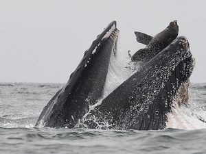 Kejadian Sekali Seumur Hidup, Paus Bungkuk Menelan Singa Laut