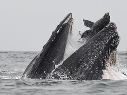 Kejadian Sekali Seumur Hidup, Paus Bungkuk Menelan Singa Laut