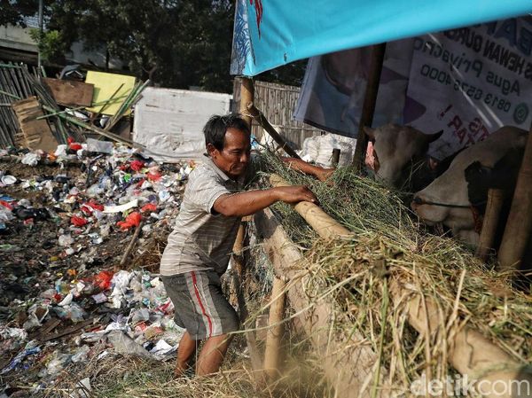 Hewan Kurban Ini Dijual di Samping Tempat Penampungan Sampah