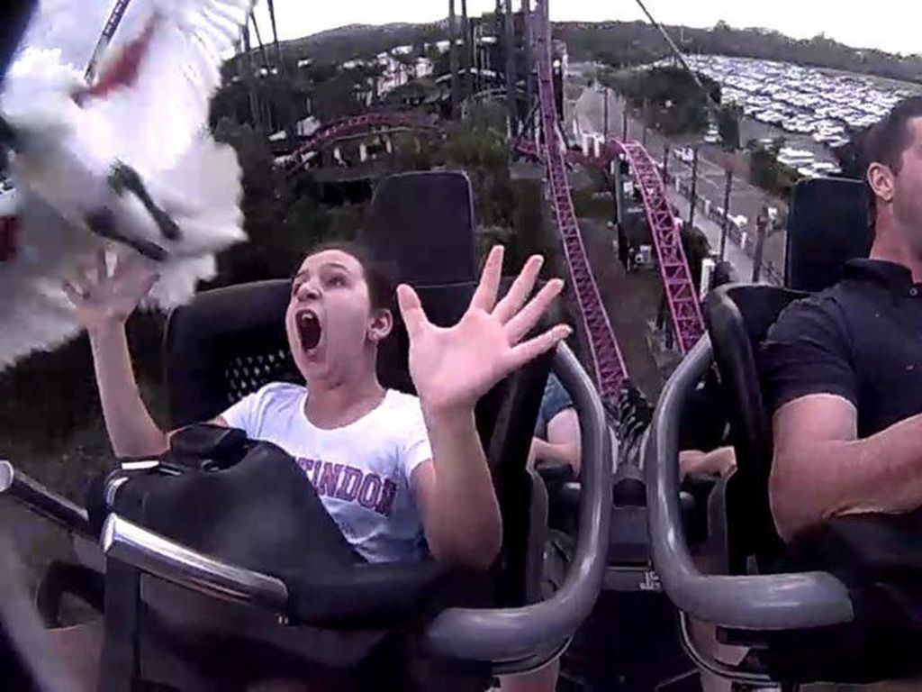 Kasihan Anak Ini, Lagi Naik Roller Coaster Malah Nabrak Burung Kasihan Anak Ini, Lagi Naik Roller Coaster Malah Nabrak Burung
