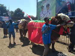 Jelang Idul Adha, Ratusan Ternak Terbaik di Situbondo akan Dikonteskan