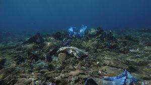 Potret Sampah Plastik Cemari Terumbu Karang di Laut Yunani