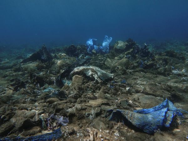 Potret Sampah Plastik Cemari Terumbu Karang di Laut Yunani