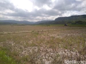 Kekeringan di Malang Selatan Meluas, 310 Hektare Lahan Terancam Gagal Panen