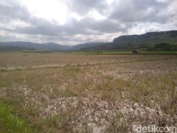 Kekeringan di Malang Selatan Meluas, 310 Hektare Lahan Terancam Gagal Panen