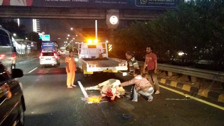 Sapi Kurban Lepas Masuk Tol Tomang, Lalu Tertabrak Taksi