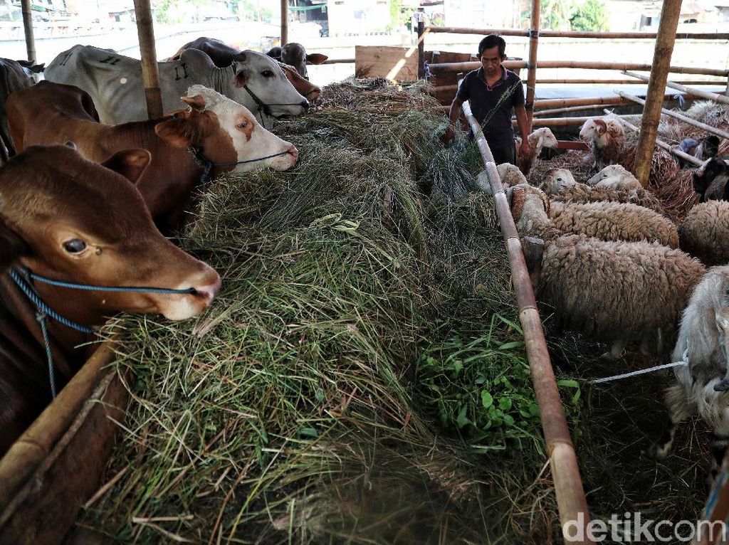 Gigi Tukang Jagal di Cengkareng Copot Lima Tertendang Sapi Kurban Gigi Tukang Jagal di Cengkareng Copot Lima Tertendang Sapi Kurban