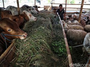 Sapi Vs Kambing, Mana yang Afdhal untuk Qurban? Sapi Vs Kambing, Mana yang Afdhal untuk Qurban?