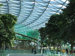 Canopy Park, Atraksi Wisata Terbaru di Jewel Changi