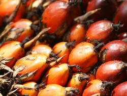 RI Larang Ekspor Minyak Sawit Bikin Banyak Negara Kelabakan