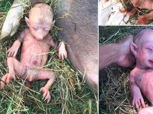 Hoax Foto Anak Babi Mirip Manusia, Ini Penjelasannya