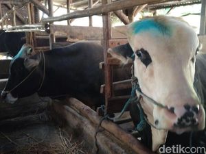 Hewan Tak Layak Kurban di Kota Cirebon Diberi Tanda Cat Biru