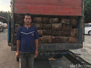 Polisi Tangkap 2 Truk Pembawa Kayu Ilegal Asal Taman Nasional Jambi