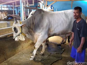 Sapi Milik Warga Palu Ini 3 Kali Berturut-turut Dibeli Jokowi untuk Kurban Sapi Milik Warga Palu Ini 3 Kali Berturut-turut Dibeli Jokowi untuk Kurban