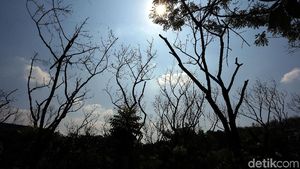 Kemarau, Sejumlah Pohon Mengering dan Mati di Hutan Kota Bekasi