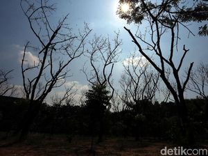 Kemarau, Sejumlah Pohon Mengering dan Mati di Hutan Kota Bekasi Kemarau, Sejumlah Pohon Mengering dan Mati di Hutan Kota Bekasi