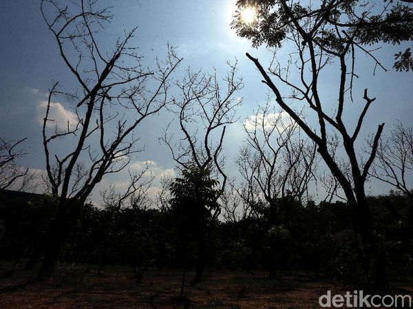 Kemarau, Sejumlah Pohon Mengering dan Mati di Hutan Kota Bekasi