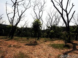 Waspada 6 Penyakit yang Sering Menyerang Saat Musim Kemarau