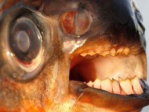 Keluarga Piranha Tapi Giginya Seperti Manusia