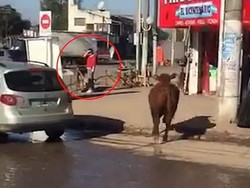 Waduh! Sedang Panggang Daging, Pelayan Resto Ini Diseruduk Sapi Ngamuk