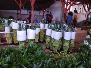 Bisnis Bambu Hoki, Kelompok Tani Ini Bisa Ekspor hingga 29 Ton/Bulan Bisnis Bambu Hoki, Kelompok Tani Ini Bisa Ekspor hingga 29 Ton/Bulan