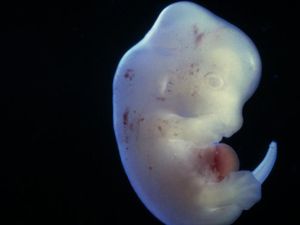 Ini Alasan Jepang Setujui Pengembangan Embrio Mutan Tikus-Manusia