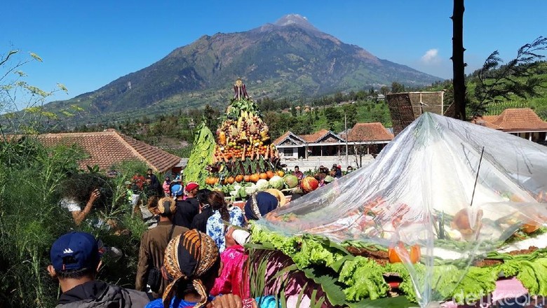 Awali Panen Raya, Warga Lereng Merbabu Gelar Tungguk Tembakau