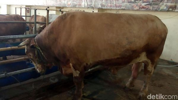 Ini Sapi Kurban Langganan SBY Hingga Jokowi