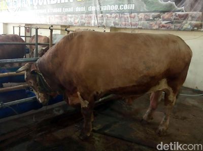 Ini Sapi Kurban Langganan SBY Hingga Jokowi
