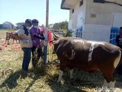 100 Sapi Kurban di Makassar Tak Layak Disembelih, Warga Diminta Teliti