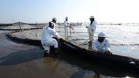 Semangat Petugas Bersihkan Tumpahan Minyak di Pantai Sedari