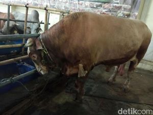 BKD Surati Wali Kota Minta Camat Matraman Dievaluasi Gegara Jatah Kurban