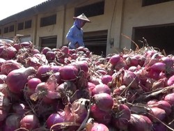 Produksi Bawang Merah Anjlok 30%, Kok Malah Ada Ekspor?