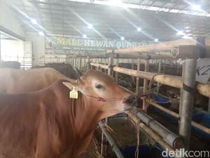 Mau Beli Hewan Kurban Tapi Kantong Tipis? Ada yang Murah Nih