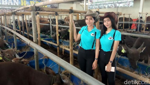 Bening Banget! Cowgirl Cantik Ini Layani Pembeli Hewan Kurban