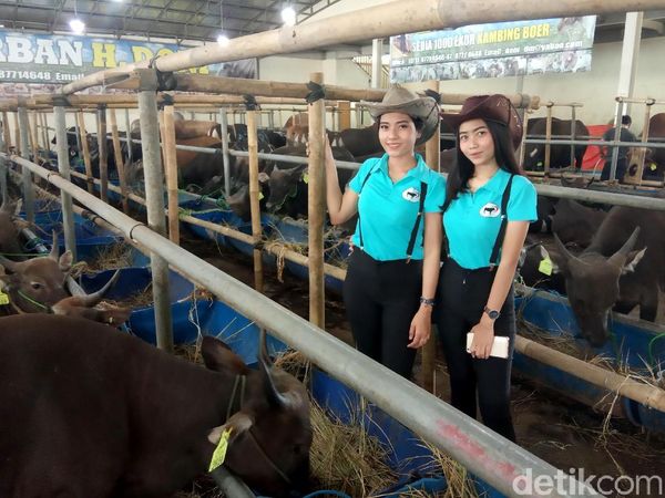 Bening Banget! Cowgirl Cantik Ini Layani Pembeli Hewan Kurban