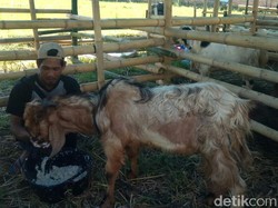 Pedagang Hewan Kurban di Banyuwangi Bisa Jualan, Asal...