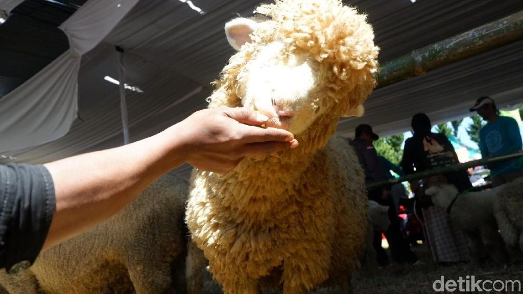 Foto: Domba Langka yang Bikin Penasaran di Dieng