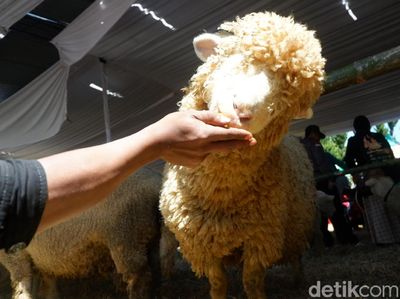 Foto: Domba Langka yang Bikin Penasaran di Dieng