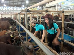 SPG Cantik dan Sapi Gratis Jadi Senjata Tarik Pembeli Hewan Kurban