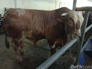 Camat Matraman Diperiksa BKD Gegara Tudingan Minta Jatah Sapi Kurban