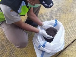 Limbah Biji Kapuk Rupanya Laris Manis di Pasar Ekspor