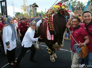 Banyuwangi Gelar Cattle and Pets Festival Jelang Idul Adha Banyuwangi Gelar Cattle and Pets Festival Jelang Idul Adha