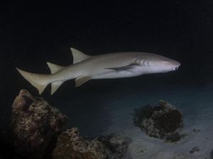 Hiu 41 Kali Lebih Banyak Nongkrong di Gunung Bawah Laut, Kenapa Ya? Hiu 41 Kali Lebih Banyak Nongkrong di Gunung Bawah Laut, Kenapa Ya?