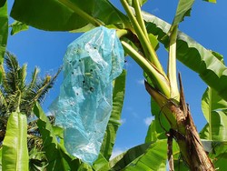 Indonesia Genjot Ekspor Pisang ke Jepang