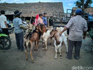 Di Ponorogo, Harga Kambing Turun, Harga Sapi Justru Naik Jelang Idul Adha